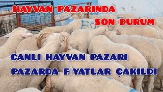 Canlı hayvan pazarında Hayvan fiyatları Kurban pazarından geriye kalanlar kuzu keşfet [upl. by Nylinej]