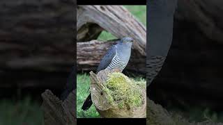 Cuckoo from Thursley Common [upl. by Alenson]