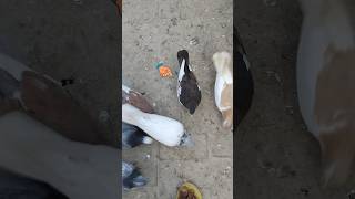 Pigeon Catching Video pigeon kabotar shorts whatsapp yt viral trending [upl. by Ssalguod143]