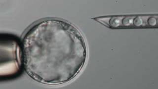 Blastocyst Microinjection [upl. by Goles]