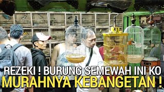 NGGAK RUGI TA  BURUNG GACOR MEWAH DI JUAL MURAHMURAH DI PASAR BURUNG PRAMUKA HARI INI [upl. by Flavian516]