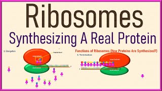 Ribosomes Cell Biology  Structure and Function  Protein Synthesis 3d Animation [upl. by Namwob]