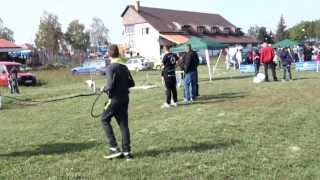 Izlozba Pasa Cacak  Dog Show in Cacak Serbia  Pablo Djordjoni [upl. by Mackenie]