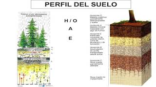 Suelo  Ecología  3eso [upl. by Ycat]