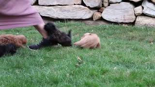 Shih Poo Puppies For Sale [upl. by Thevenot246]