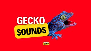 Gecko Sound  Gecko Effect  Tokay Gecko Big Size [upl. by Vita]