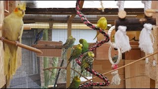 Over 3 Hours of Budgies and Cockatiels Talking Singing and Playing in their Aviary [upl. by Guss]