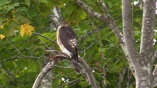 Sharp Shinned Hawk [upl. by Faydra125]