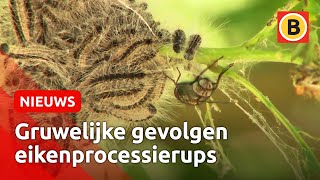 Aanpak eikenprocessierups klinkt als horrorverhaal  Omroep Brabant [upl. by Neyugn]