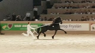 Tsjalke 397 Hengstenkeuring 2017 Faderpaard Friesian horse [upl. by Eillam]