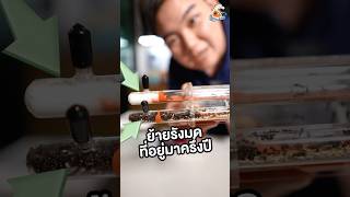 EP1 ย้ายรังมดอายุครึ่งปี มีต่อ คนเลี้ยงมด ants เลี้ยงมด insects antverse [upl. by Iharas244]