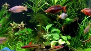 Planted Rainbowfish Aquarium Feeding [upl. by Hailey493]