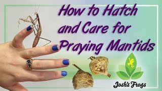 How to Hatch and Care for Praying Mantids [upl. by Ellicul]