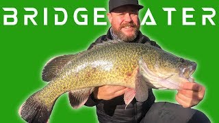 Fishing for EPIC MURRAY COD on the Loddon river at Bridgewater [upl. by Aihsetal]