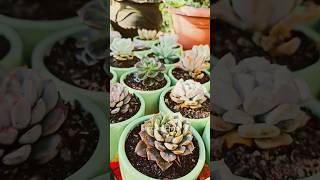 Repotting varieties of succulents 💚❤️ succulentcare succulent gardening plants [upl. by Moersch739]