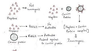 Haptens and Adjuvants  Bio science [upl. by Ecurb]