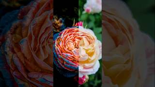 🌼✨ Bloom into Beauty 📸 Lightroom AI Flower Color Grading Secrets photocolorgrading colorgrading [upl. by Andrien]