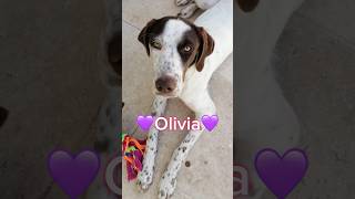 Olivia Cerca Casa  Puoi Per Favore Ospitarmi Per Un Periodo shorts sos help dog puppy [upl. by Ragen]