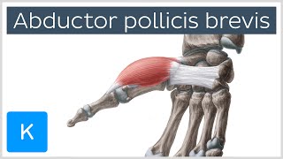 Abductor pollicis brevis muscle  Oamp I Function amp Innervation  Anatomy  Kenhub [upl. by Dewitt]