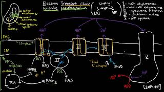 BIOCHEM 44  Electron Transport Chain [upl. by Doloritas]