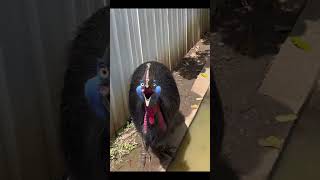 Cassowary The World Dangerous Bird cassowary dinosaurs birdsounds sacry horrorsounds [upl. by Burdelle]