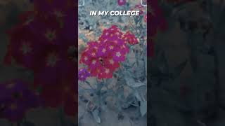 Horti 🌸 flower 🌹🌼🌺 department in my college agriculture ytshort shortsvideo Nikanokhwal [upl. by Animsay]