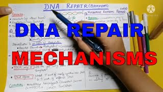 DNA repair  DNA damage  Genetics  Biochemistry  Lippincott chap 29  Part 3 [upl. by Nathalie]