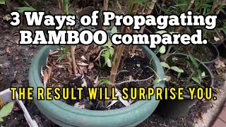 Grow bamboo plants from Rhizomes Stems and Base Separation  RESULT [upl. by Bogoch167]