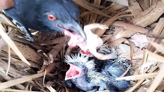 EP9Greater coucal birds Feed the frogs  Review Bird Nest [upl. by Ysus]