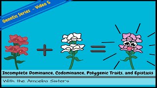 Incomplete Dominance Codominance Polygenic Traits and Epistasis [upl. by Beatrisa322]