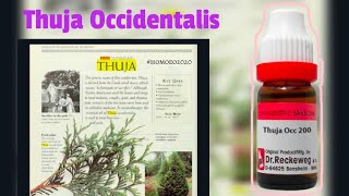 Thuja Occidentalis💌  Drug picture in hindi Clinical tips  Dosage thuja thujaoccidentalis bhms [upl. by Yrok496]