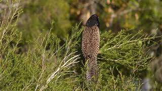 Pheasant Coucal Oxley Queensland Australia [upl. by Odlaner]