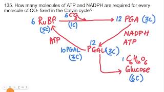 Photosynthesis in higher plants  Calvin cycle  Consumption of ATP and NADPH for every CO2 fixed [upl. by Calvina]