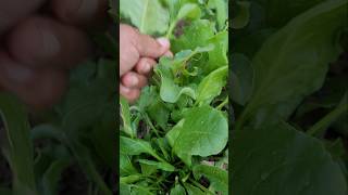 COLLECTING SPINACH FOR SOUPyoutubeshorts viral organicgarden [upl. by Kreitman245]