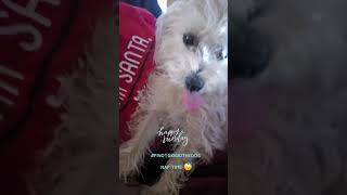 Pinot Grigio the Dog is ready for Sunday nap pets dog cute funny fun [upl. by Tewell]