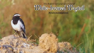 Whitebrowed Wagtail or Large Pied Wagtail Motacilla maderaspatensis  Wagtail Species  Birds [upl. by Shulamith]