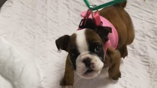 A puppy was born with cerebellar hypoplasia wont stop her zooming around [upl. by Hurlow]