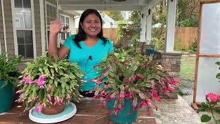 Schlumbergera bridgessii Cactus de Navidad [upl. by Christa]