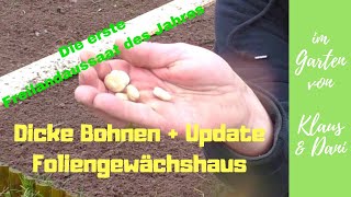 Unsere erste Freilandaussaat  Dicke Bohnen  Ackerbohnen  Puffbohnen  Update Foliengewächshaus [upl. by Asirahc]