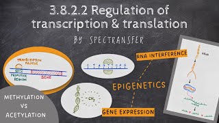 EASY REVISION AQA ALevel Biology 3822 Regulation of transcription and translation [upl. by Ayoras]