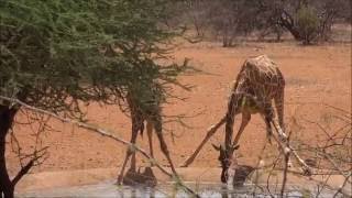 Samburu Sopa Lodge Watering Hole [upl. by Windzer]