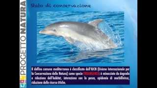 Tursiope Tursiops truncatus  Video didattico di Progetto Natura amp MareTerra Onlus [upl. by Zilef]