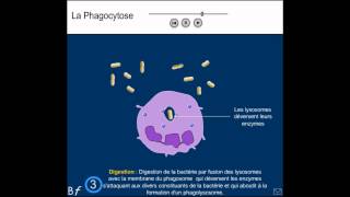 La phagocytose Animation et explication simple shorts [upl. by Reham]