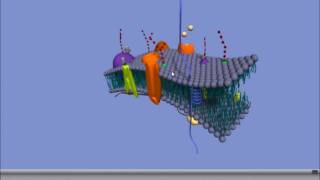 Interactive 3D Plasma Membrane [upl. by Akinot]