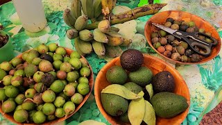 Picking Fresh Macadamias Tasting Hass Avocado amp 1st Spring Bananas [upl. by Rendrag]