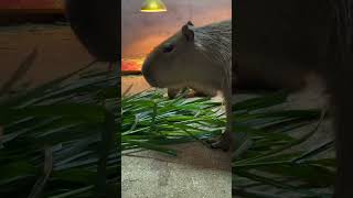 capybara animals edit cute funny animal [upl. by Glory990]