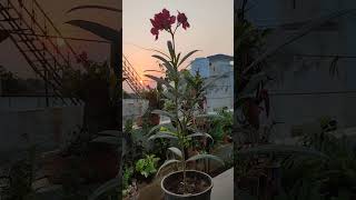 How to grow oleanderkaner plant from cutting [upl. by Engedus289]