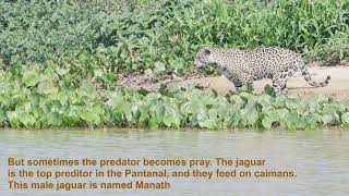 Caiman and Jaguar in the Pantanal in Brazil [upl. by Tabshey]