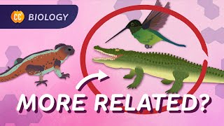 Phylogeny How Were All Related Crash Course Biology 17 [upl. by Savvas]