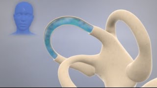 How the Inner Ear Balance System Works  Labyrinth Semicircular Canals [upl. by Anide]